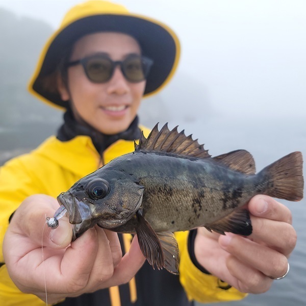 月下美人　ソードビーム　2.2インチ